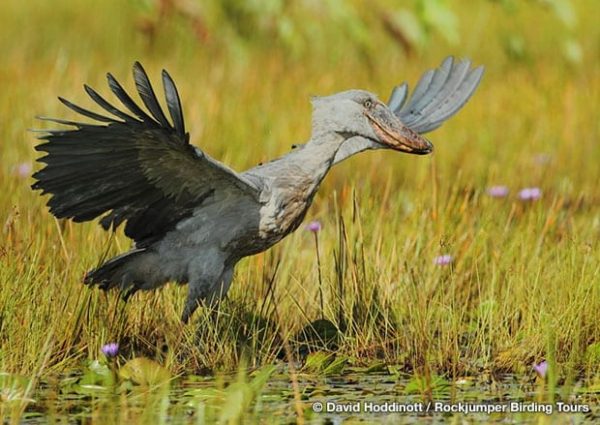 Shoebill de David Hoddinott