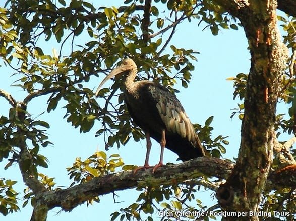 Ibis gigante de Glen Valentine