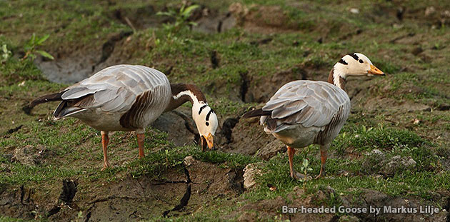 Observation des oiseaux au Bhoutan