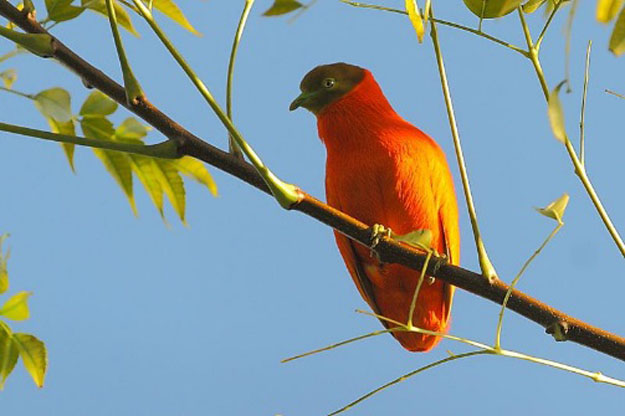 Top 10 Mid-Year Sightings by Rockjumper Tour Leaders