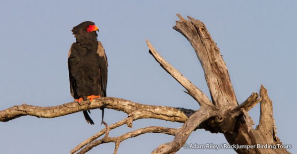 Bateleur, en elegant afrikansk rovfågel känd för sin gungiga flygning