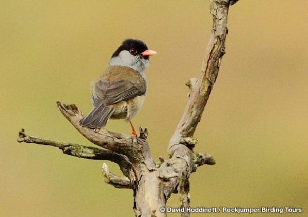 Bush Blackcap van David Hoddinott