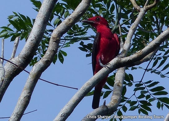 Crimson Fruitcrow by Chris Sharpe