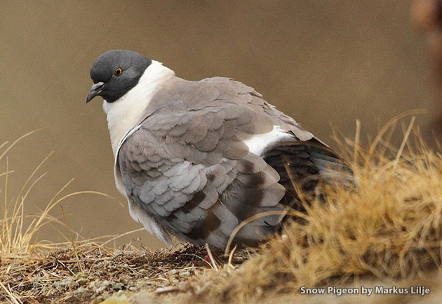 Observación de aves en Bután