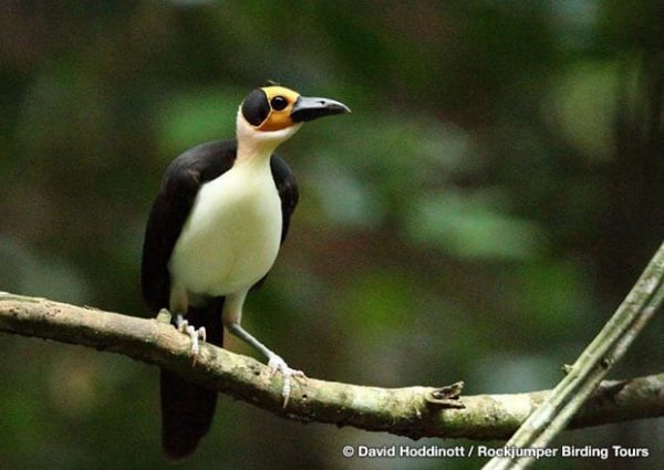 Hvidhalset Rockfowl af David Hoddinott