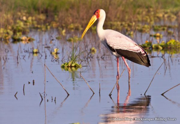 Yellow-billed Stork