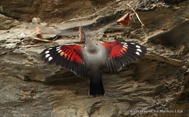 Observación de aves en Bután