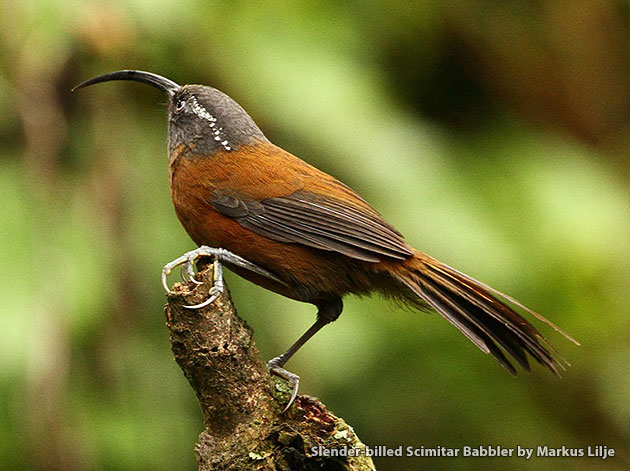 Bhutan Vogelen door Markus Lilje