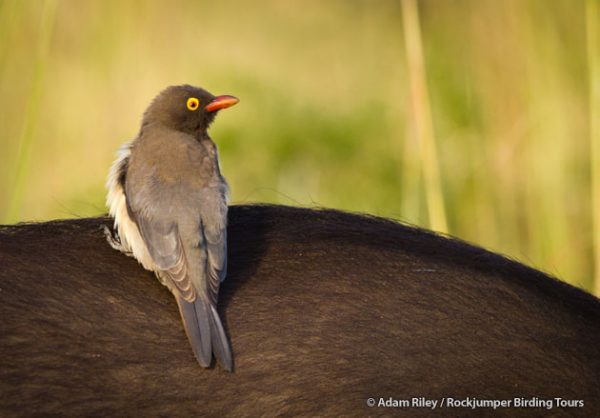 Rødnæbbet Oxpecker rider typisk på toppen af ​​et stort hovdyr