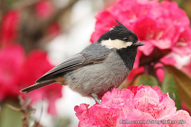 Observación de aves en Bután