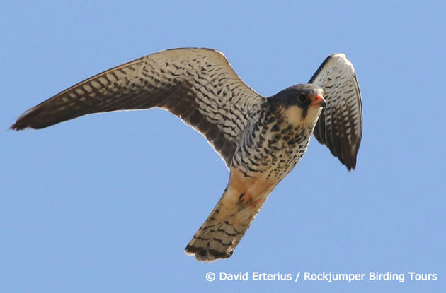 The Amur Migration