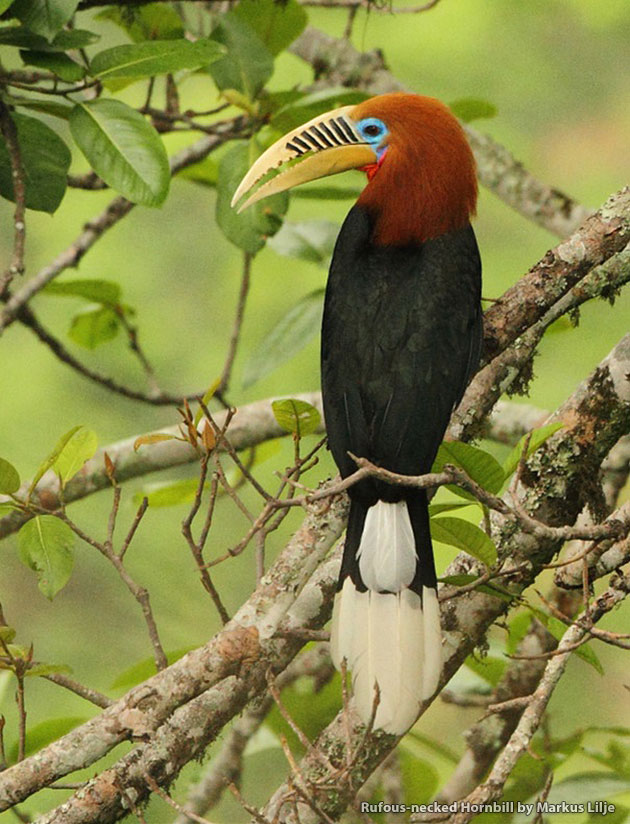 Observation des oiseaux au Bhoutan