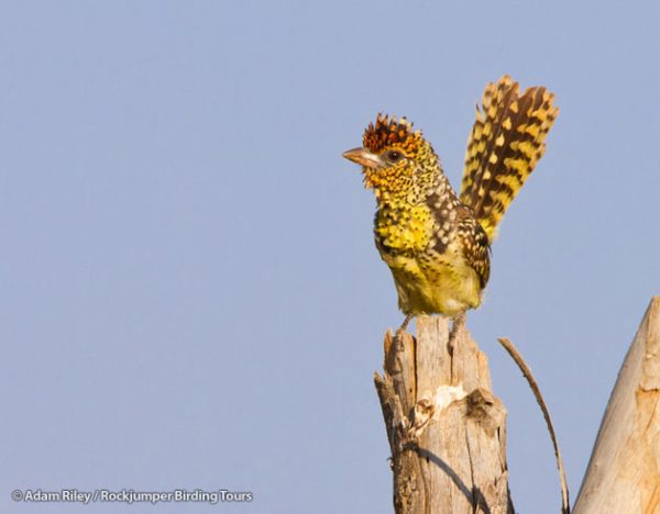 D&#39;Arnaud&#39;s Barbet tentoongesteld bovenop een hekpaal