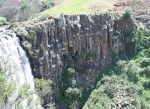 Colonie d&#39;Ibis chauve de Vryheid