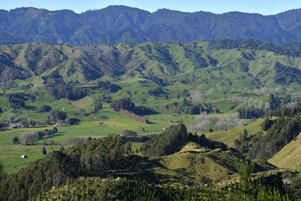 Kiwi marrón de la Isla Norte