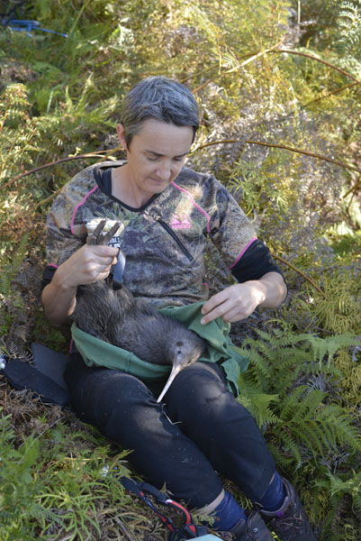 Kiwi marrón de la Isla Norte