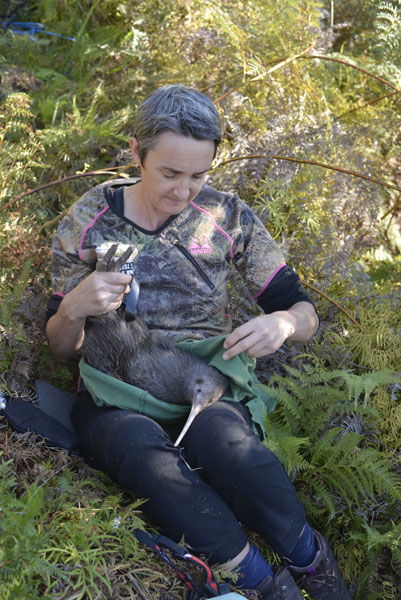 Kiwi brun de l’Île du Nord