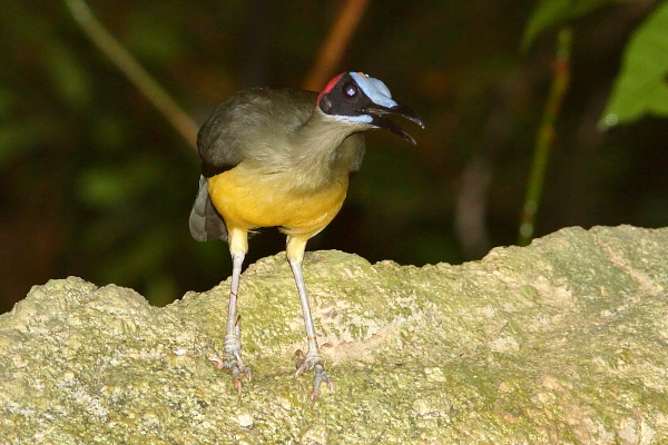 Picathartes de cuello gris o pelirrojo en el Parque Nacional Korup, Camerún. Foto de Markus Lilje 