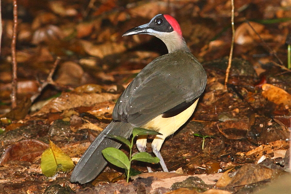 Picathartes de cuello gris buscando alimento en la hojarasca del suelo del bosque en el Parque Nacional Korup, Camerún. Foto de Markus Lilje 