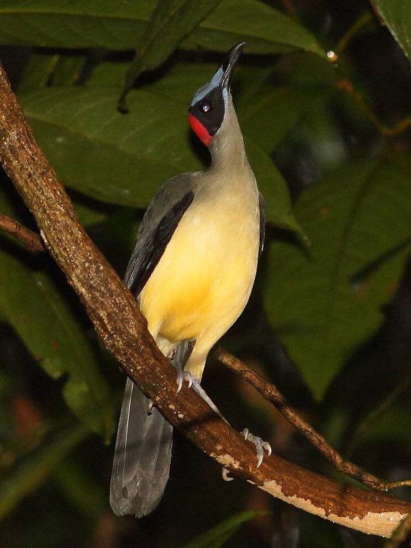 Picathartes är ofta väldigt nyfikna på observatörer; här sträcker en Gråhalsad Picathartes på nacken när den kikar på fotografen. Foto av Markus Lilje 