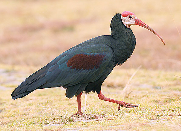 Zuidelijke Kale Ibis van Markus Lilje