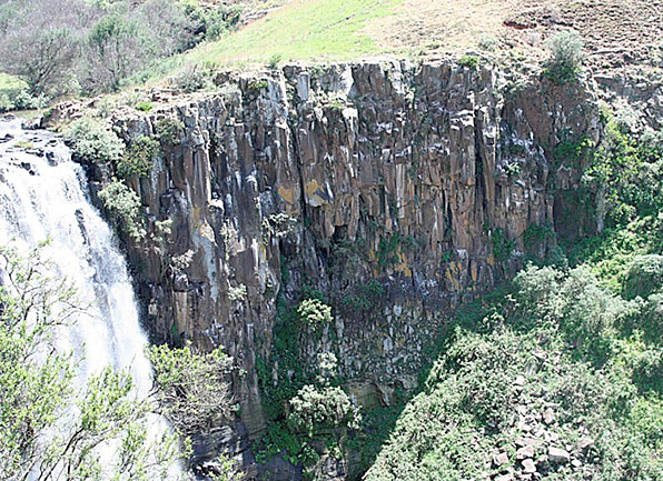 Colonie d&#39;Ibis chauve de Vryheid