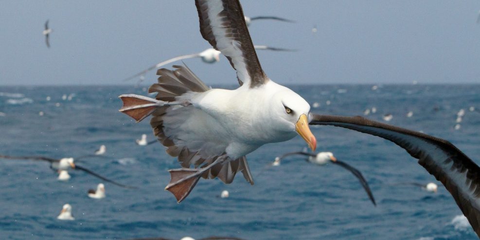 5 raisons de visiter les îles oubliées [#5 : Espèces rares et endémiques]