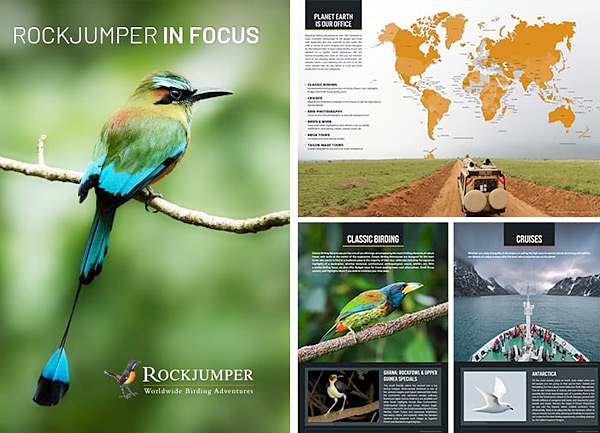 Rockjumper In Focus