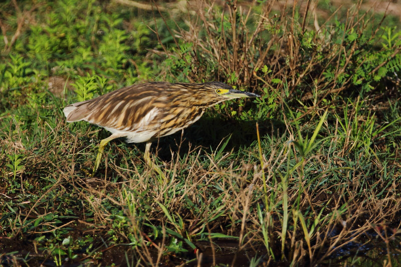 De Malagassische vijverreiger door David Hoddinott