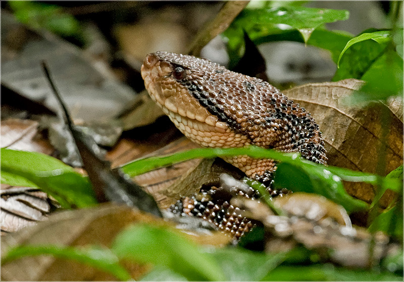 Primer plano del Chocoan Bushmaster por Dušan Brinkhuizen