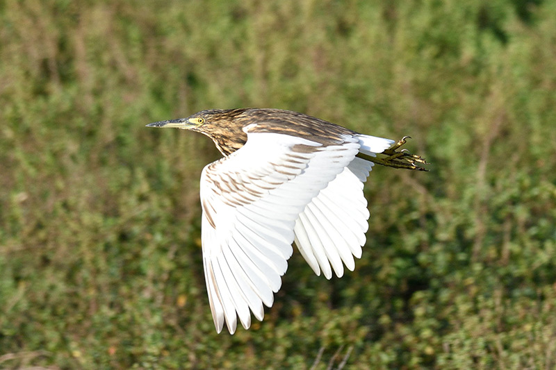 The Malagasy Pond Heron i flugt af Clayton Burne