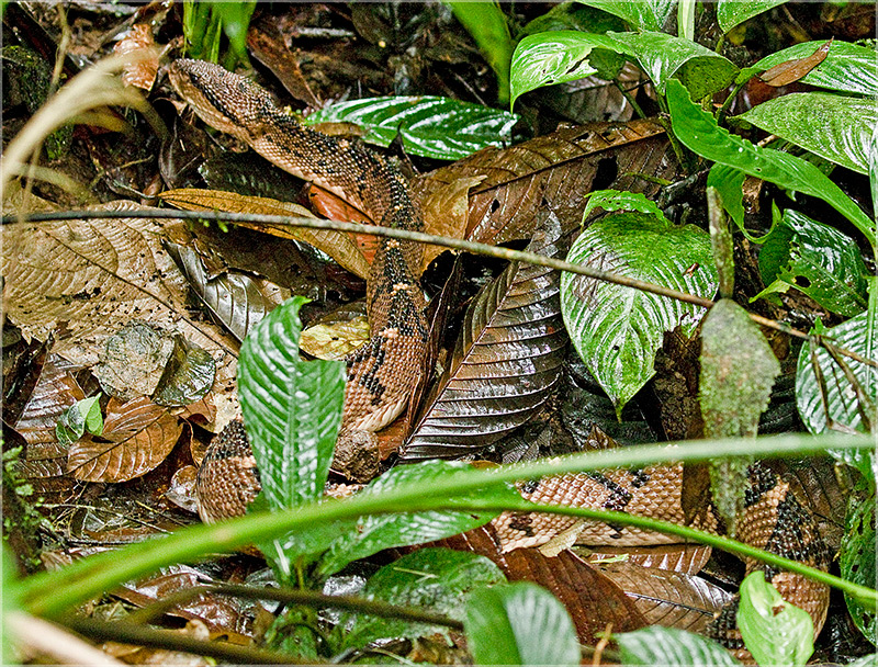 Chocoan Bushmaster bewijst zijn effectieve camouflage tussen de bladeren door Dušan Brinkhuizen