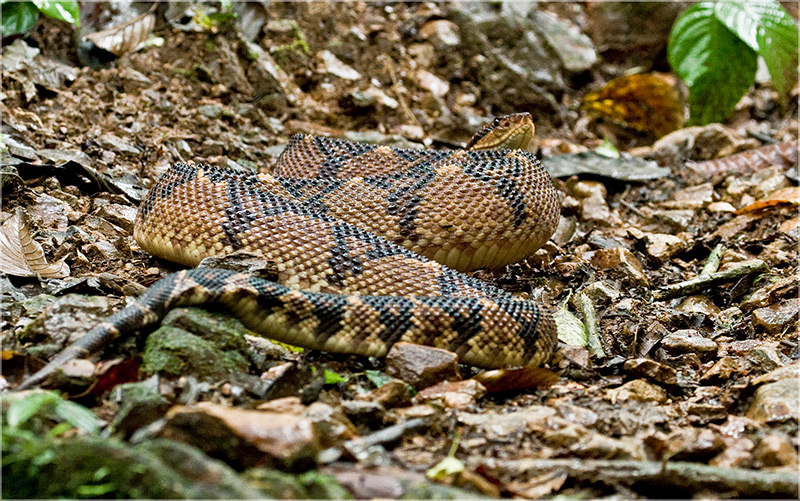 Bushmaster chocoano mirando hacia atrás por Dušan Brinkhuizen