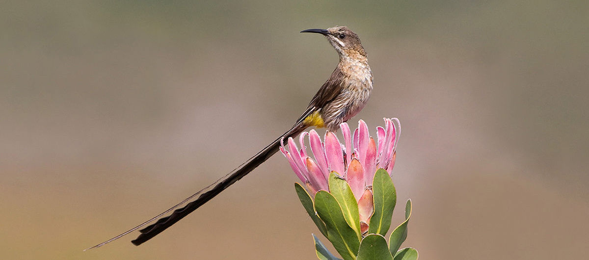 Africa and Madagascar Birding
