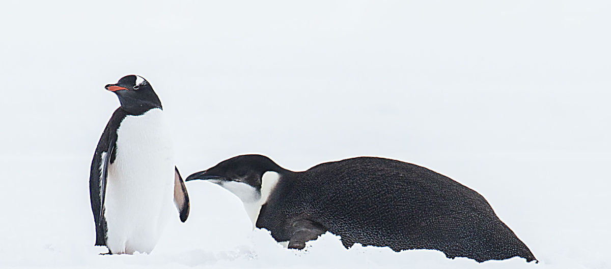 Antarctica & the sub-Antarctic Islands Birding