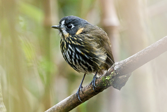 Halvmåne-faced Antpitta af Dušan Brinkhuizen