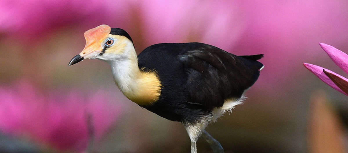 Australasia Birding