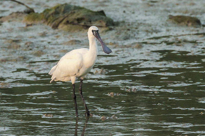 Black-faced Spoonbill av David Hoddinott