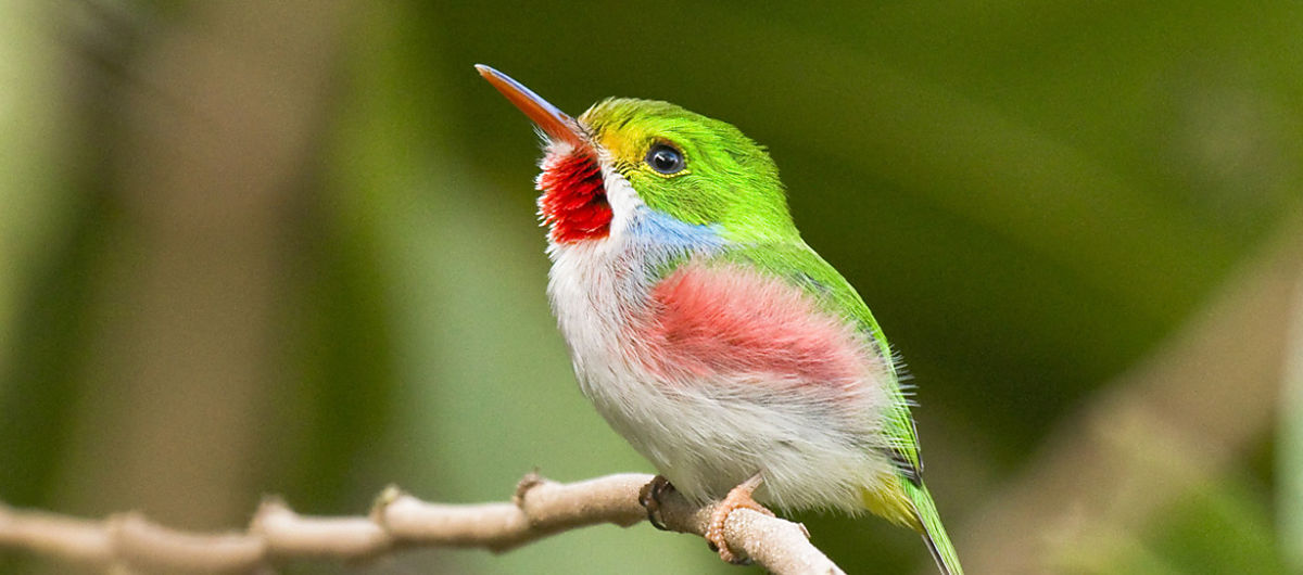 Caribbean Birding