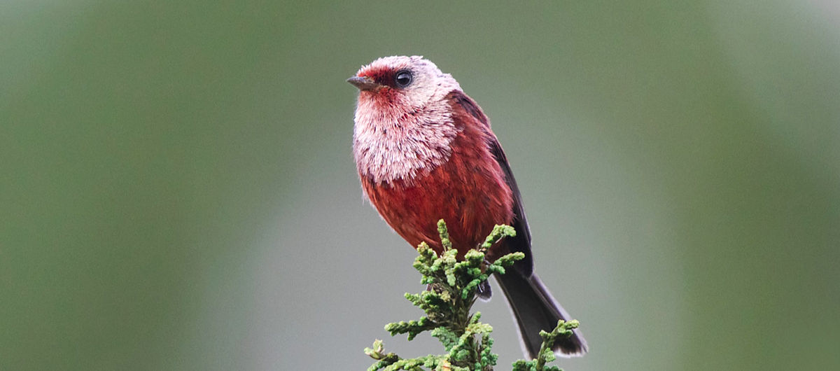 Central America Birding