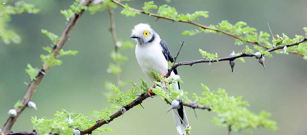 rockjumper birding tours