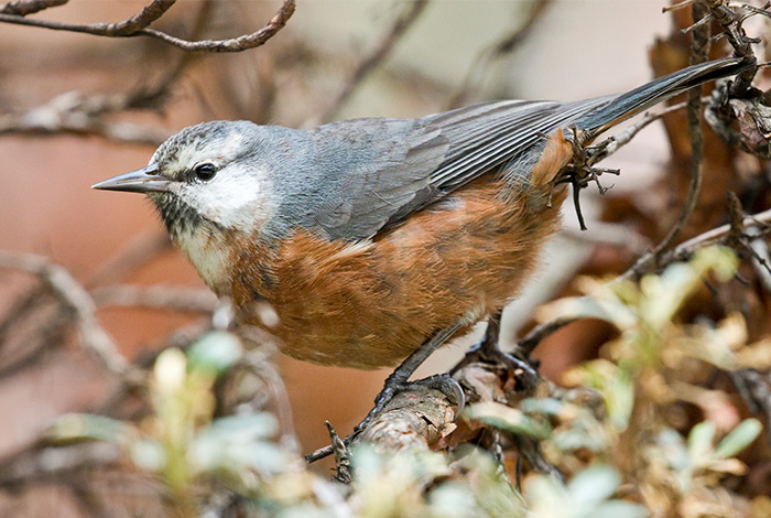 Giant Conebill by Dušan Brinkhuizen