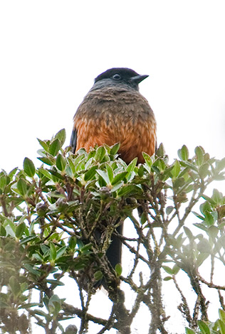 Kastanjebuikcotinga van Dušan Brinkhuizen