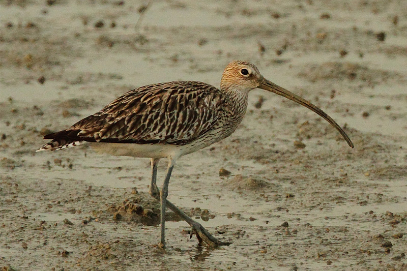 Eurasian Curlew by David Hoddinott