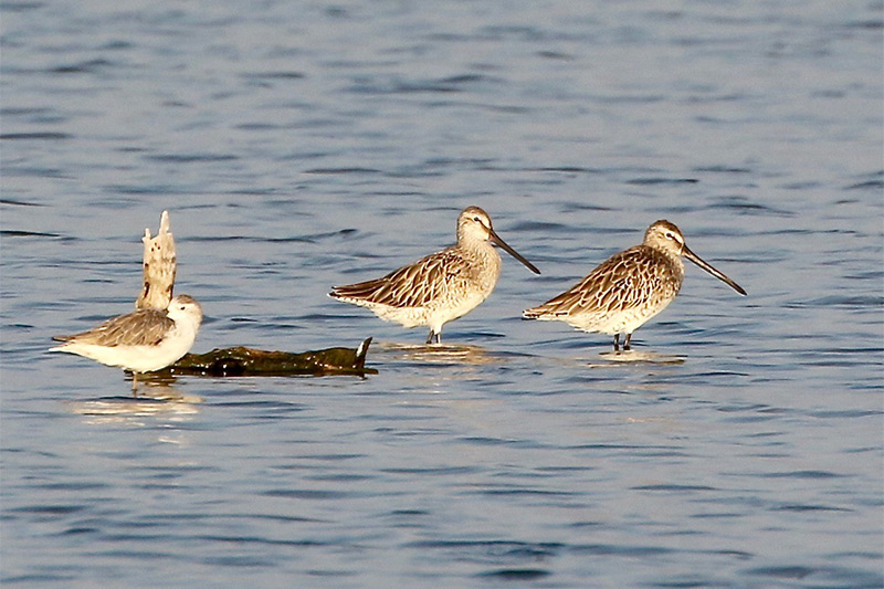 Dowitchers asiatiques par Nigel Redman