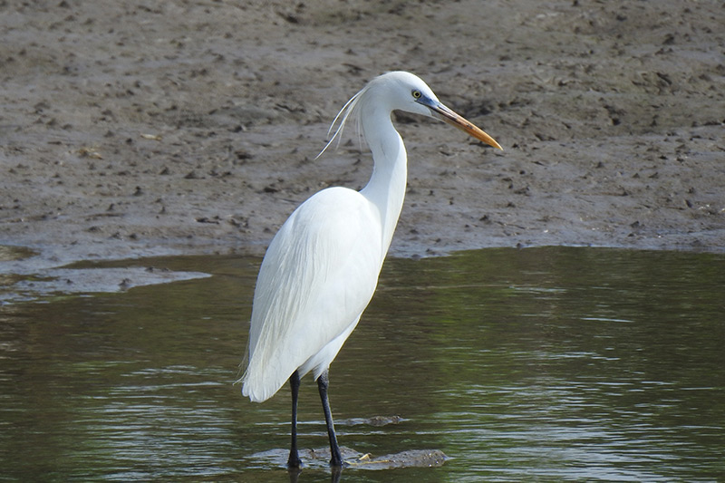 Chinese Egret av Erik Forsyth