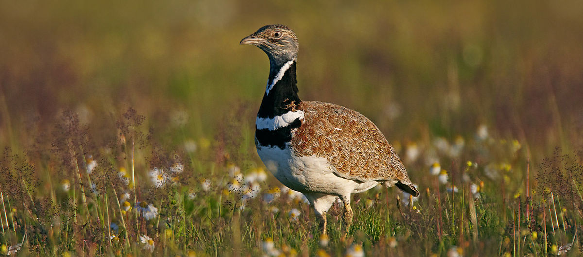 Europe Birding