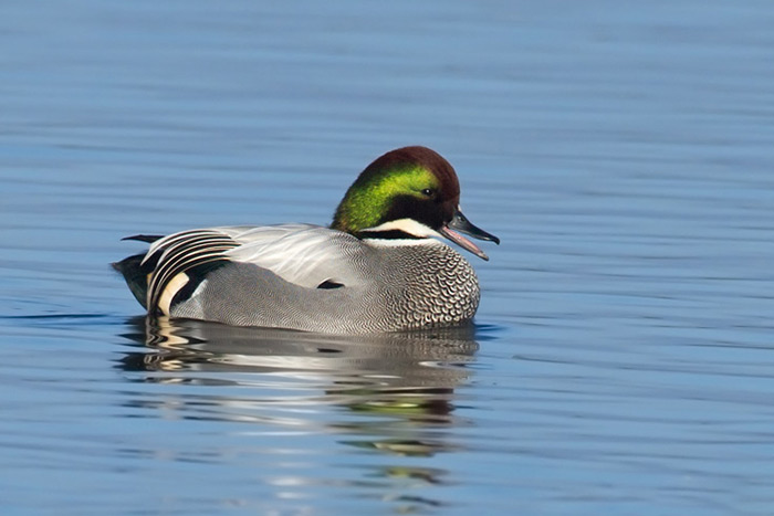 Falcated Duck af Dubi Shapiro