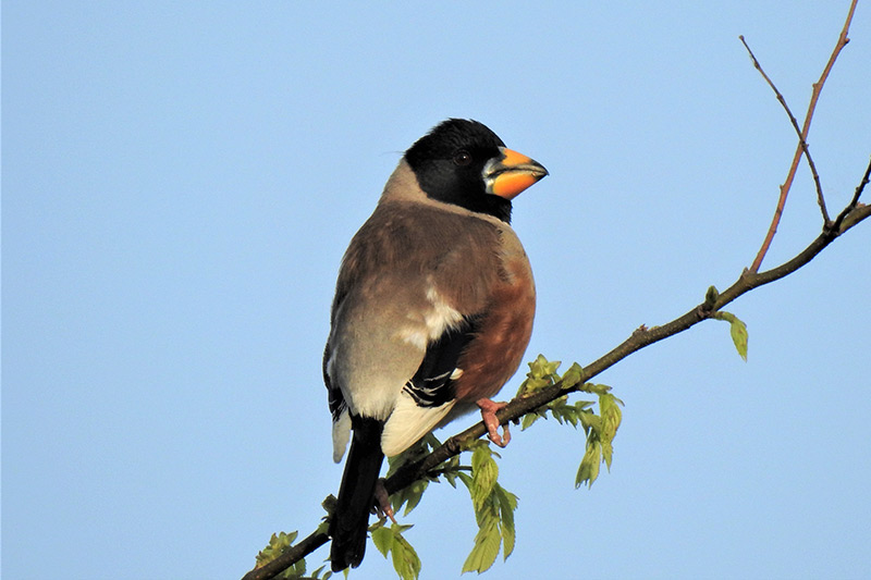 Chinese Grosbeak by Erik Forsyth