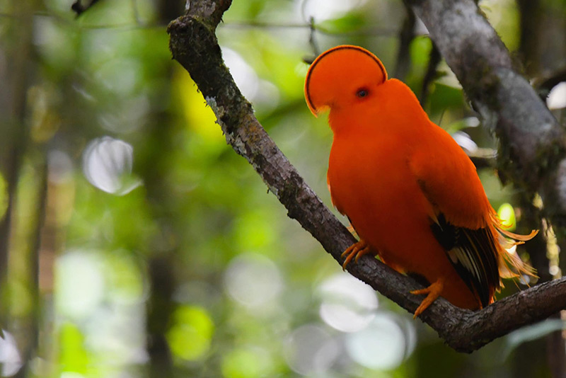 Gallito de las rocas de Guyana en Guyana por Lev Frid